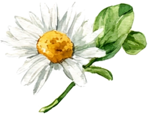 Daisy deco